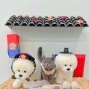 취향저견 이미지