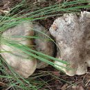 굽더더기버섯 (흰굴뚝버섯) 이미지