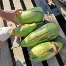 기봉농장 이미지