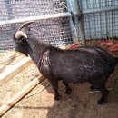 강원도흑염소 이미지