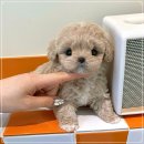 더 샵 동물메디컬센터 이미지