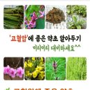 🌿 고혈압에 좋은 약초 이미지