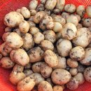 대발농장 이미지