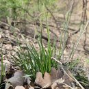 그늘사초(Carex lanceolata) vs 가는잎그늘사초(Carex humilis) 이미지