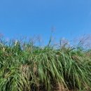 갈대이야기 이미지