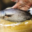 민광택텐트외형복원 | 여름 보양식 끝판왕, 민어(民魚) 완벽 백과사전