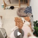 타이니멀_TINYMAL 이미지