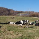 동양목초 이미지