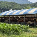 대성목장2 이미지