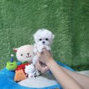 보성애견 이미지