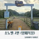 동주목장 | 소노벨 비발디파크 2박3일 2편/ 곤돌라/요금/할인방법/ 하늘나라양떼목장 먹이주기체험/후기/홍천가족여행