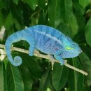 카멜레온 이미지