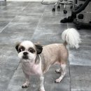 푸드르르 이미지