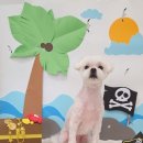 눈이부시개PET | 주안애견미용 눈이부시개 말티즈 베이비컷 후기