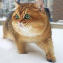 시바냥