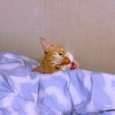 [노령묘 사료 추천] 고양이 중단백 사료 급여 후기 ! 게더 프리에이커 캣 치킨 리뷰
