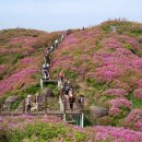 [정기산행] 5월 20일(일요일) 환상적인 철쭉의 본산인 남원 바래봉으로~* 이미지