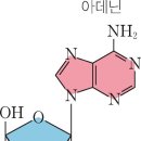 ATP (adenosine triphosphate } 이미지