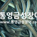 통영장어 이미지