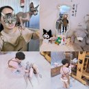 천안고양이카페 쌍용동 이색 카페 &lt;순복이네&gt; 아이와가볼만한곳