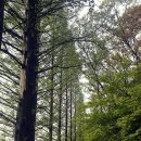 소소한향기 이미지