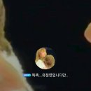 트와이스 모모 베를린 콘서트 대참사.gif 이미지