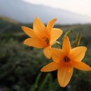 나무가 꿈꾸는 집 이미지