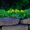 돌담장의 왕과(수꽃) 이미지