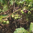 기림농장 이미지