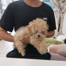 백석우체국 화장실 | 고양 일산동구 백석동 퍼피로운 강아지분양 일산파주점 위치 가격 후기