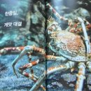 대게바다 이미지