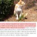 [관찰남] 현재 논란중인 "외출냥이를 빙자해 밖에서 방치되고 있는 미웡이" 이미지