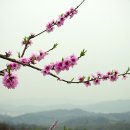 도화 이미지