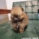 파주운정강아지분양 호야펫 이미지