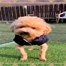 강아지천국 이미지