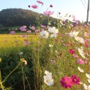 옹동면사무소 이미지