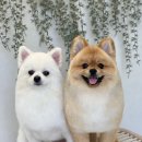 헬로우 그루밍 이미지