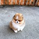 캣 앤 독 두드림 반려견 까페 | 홍대강아지분양, 사랑스러운 반려견 맞이하는 방법