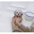 댕댕이 애견샵 이미지
