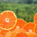 참좋은몰 이미지