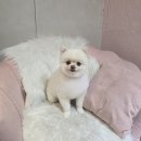 개이쁘댕 이미지