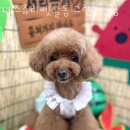 페스츄리 펫살롱 그린논현점 (PET'S TREE) 이미지