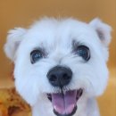 까까오 dog 이미지