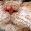 으뜸원동물병원 이미지