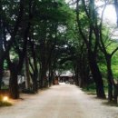 [남이섬 / 후기] 한국 &#39;도화원&#39;과의 만남