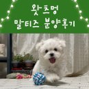 왓츠멍 남양주 강아지분양 이미지