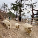 자매목장 이미지