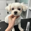 세종클래스애견미용학원