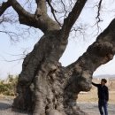 팽나무 농장 이미지