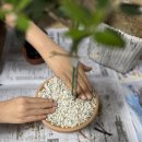 올리브나무 이미지